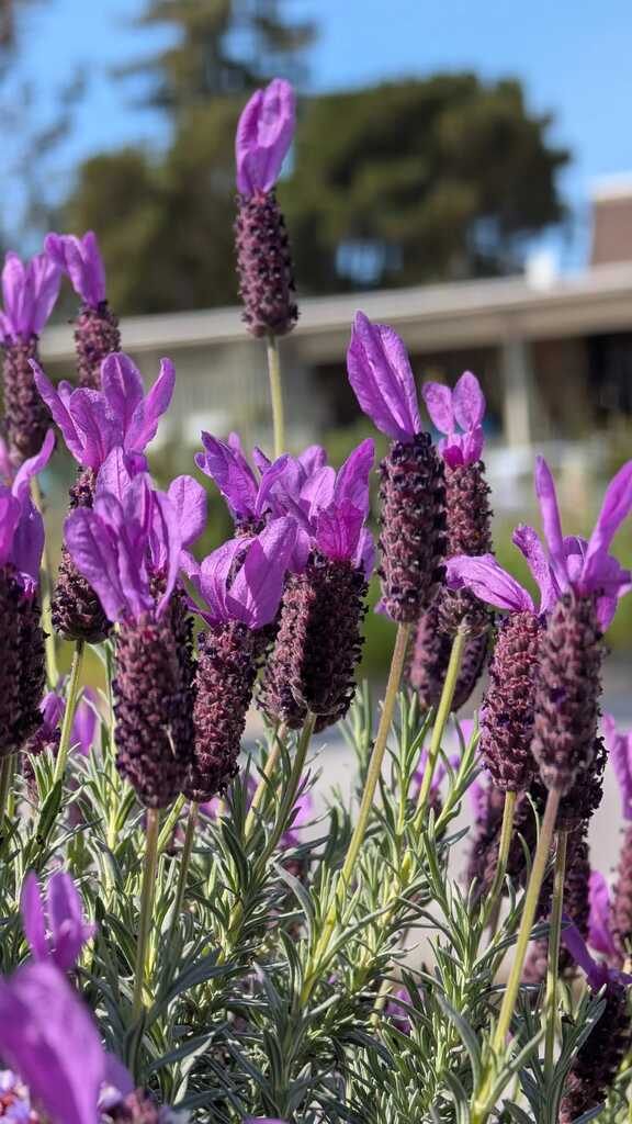 Detailed garden care and plant maintenance work.